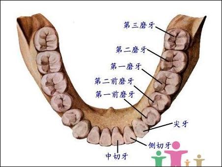 漳州智齿疼痛怎么办